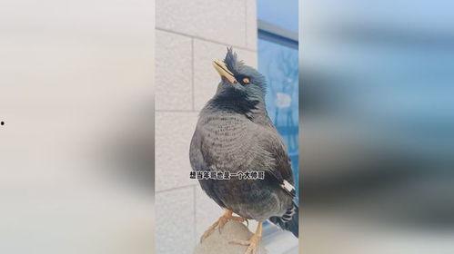 搞笑八哥爆料视频大全集,爆笑集结！搞笑八哥视频大全集笑料盘点  第3张